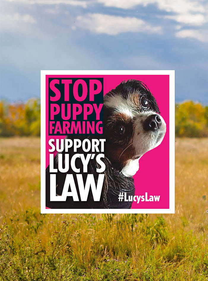 Support Lucy's Law
