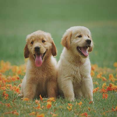 Young and Agile for younger dogs