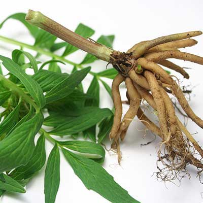 Valerian Root Ingredient to relax your dog or cat