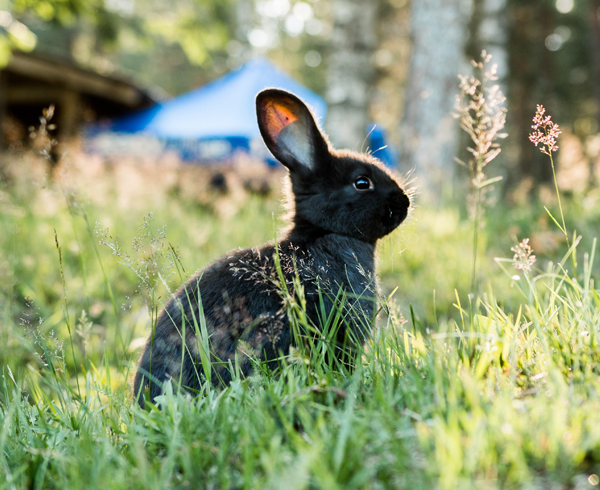 Subscription service bunny