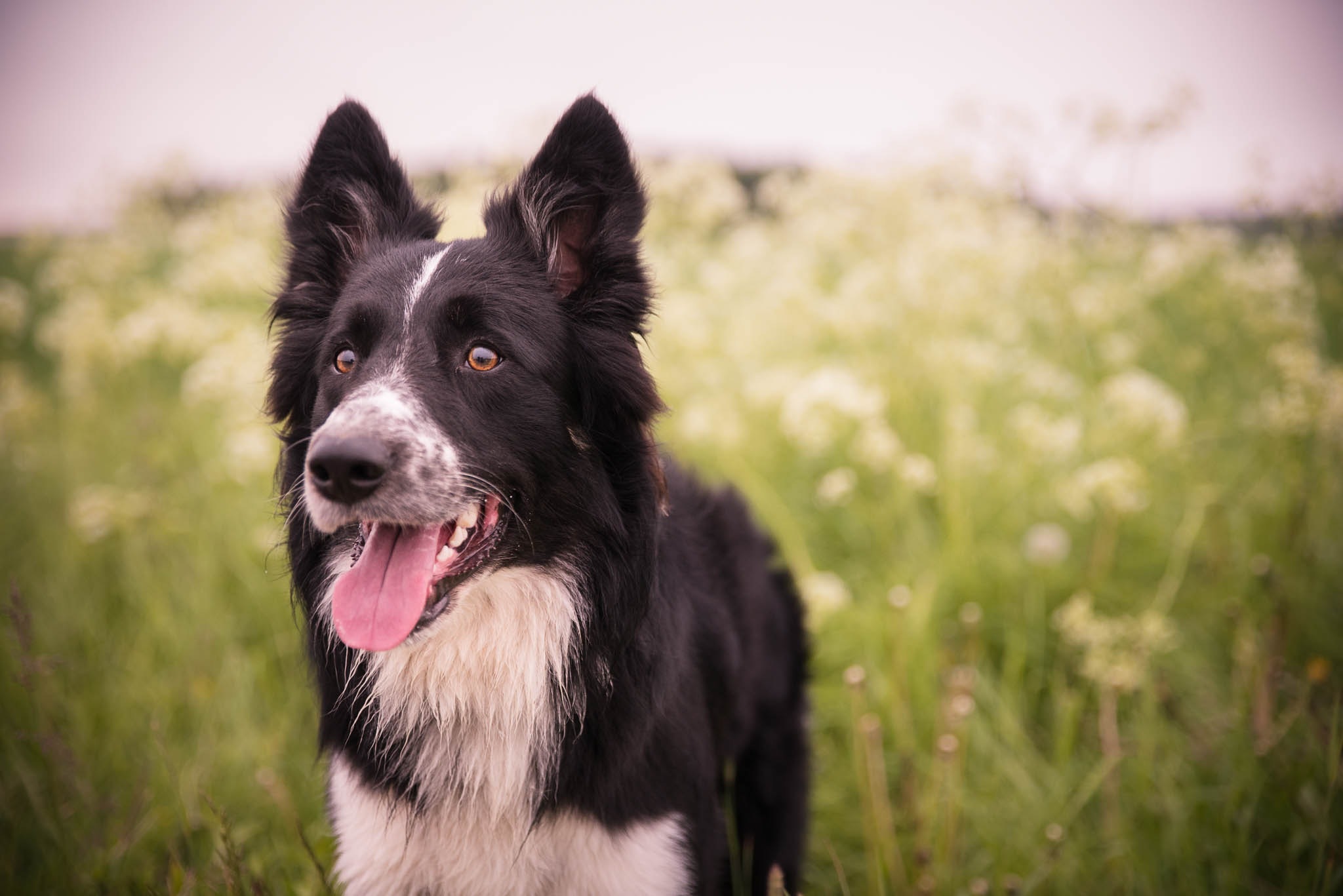 Healthy dog