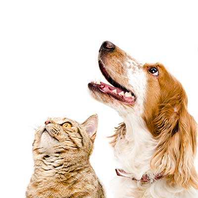 Organic Turmeric for Dogs and Cats
