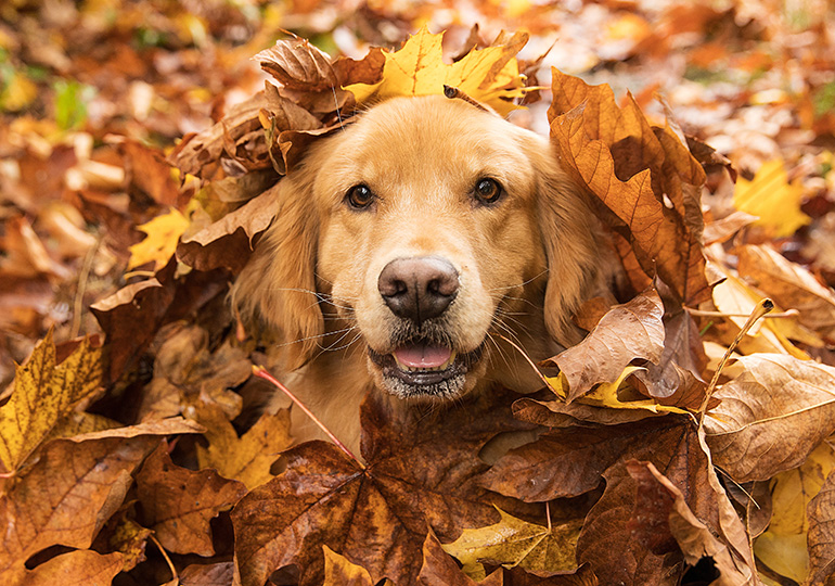 Autumn Hazards for Dogs