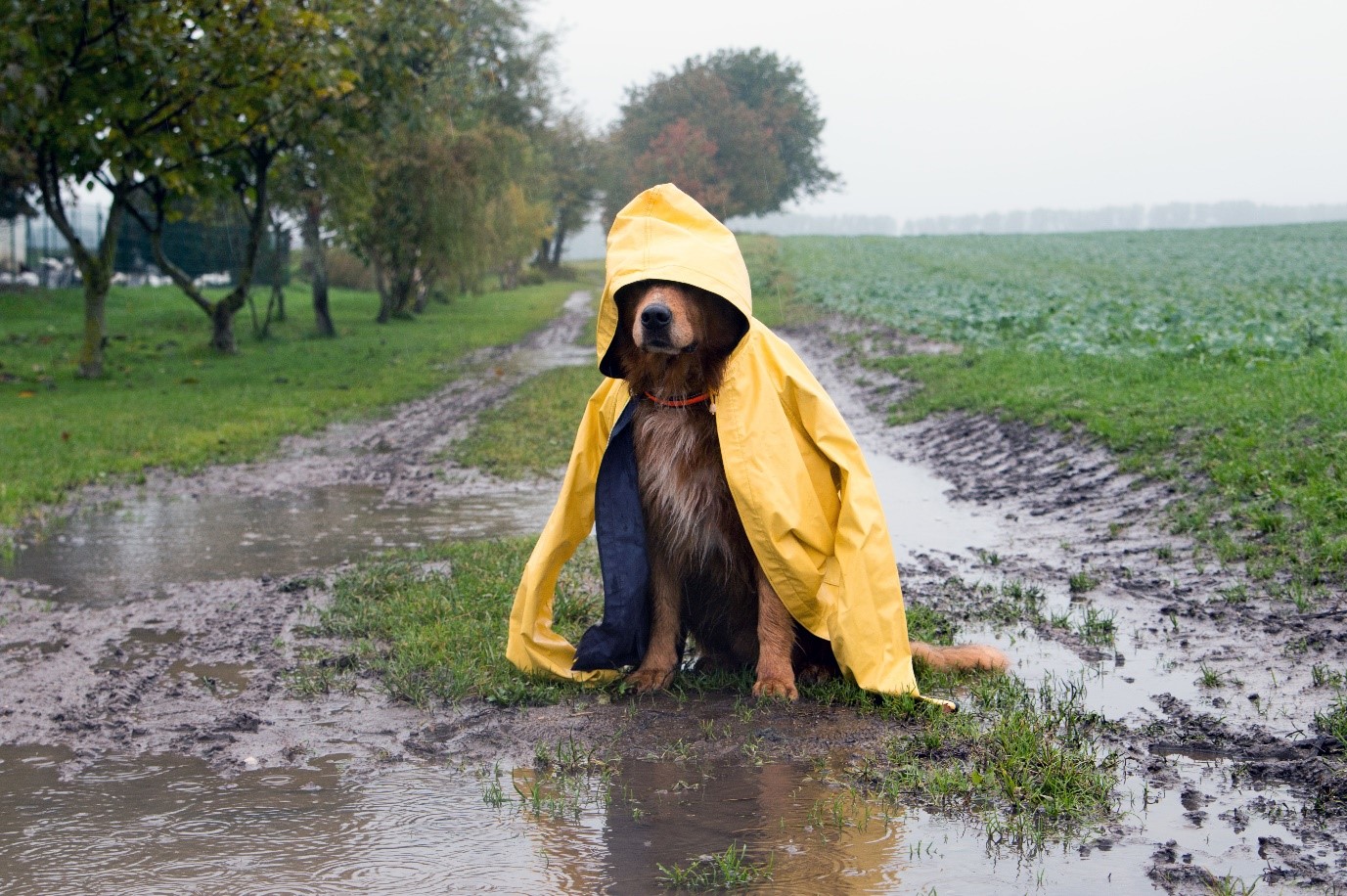 rainy day