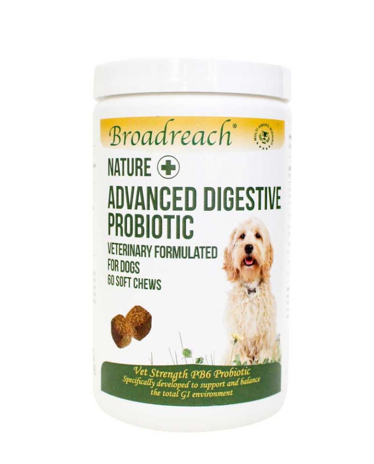 How to improve your dog’s digestive system – Broadreach Nature