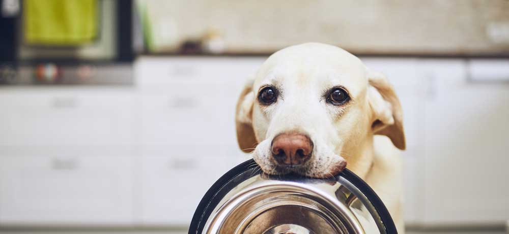 How to improve your dog's digestive system