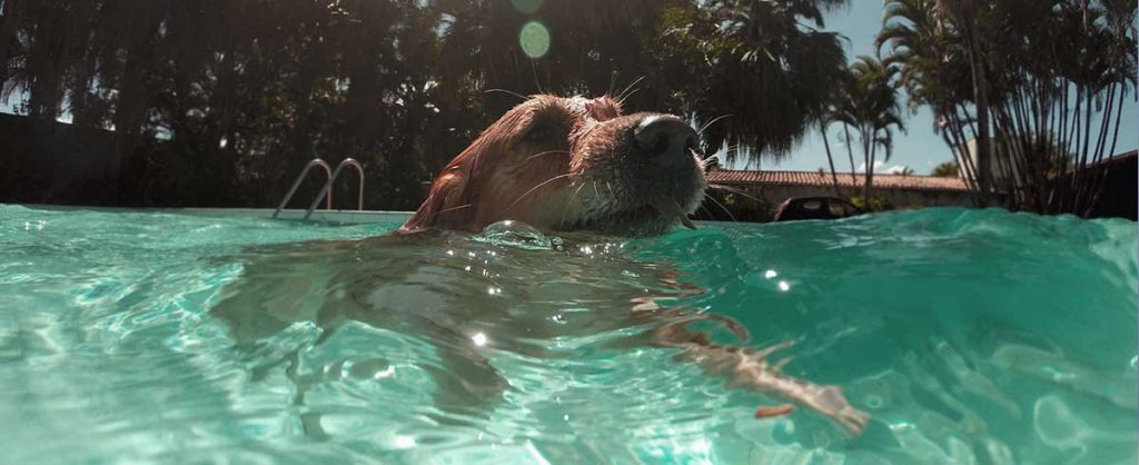 How to keep your dog cool in the summer - top tips