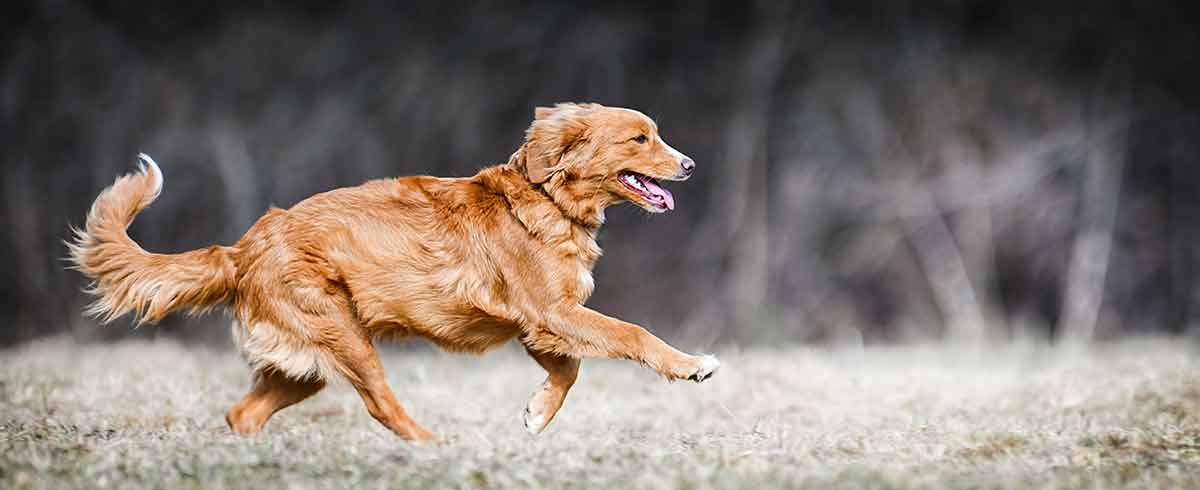 Caring for dogs with joint issues – Top tips – Broadreach Nature