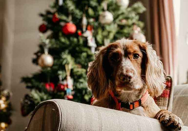 Christmas gifts for furry friends