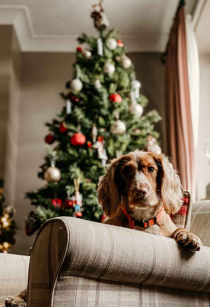 Gifts for furry friends