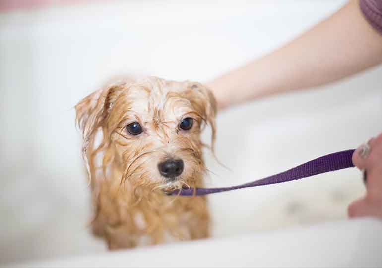 dog grooming tips