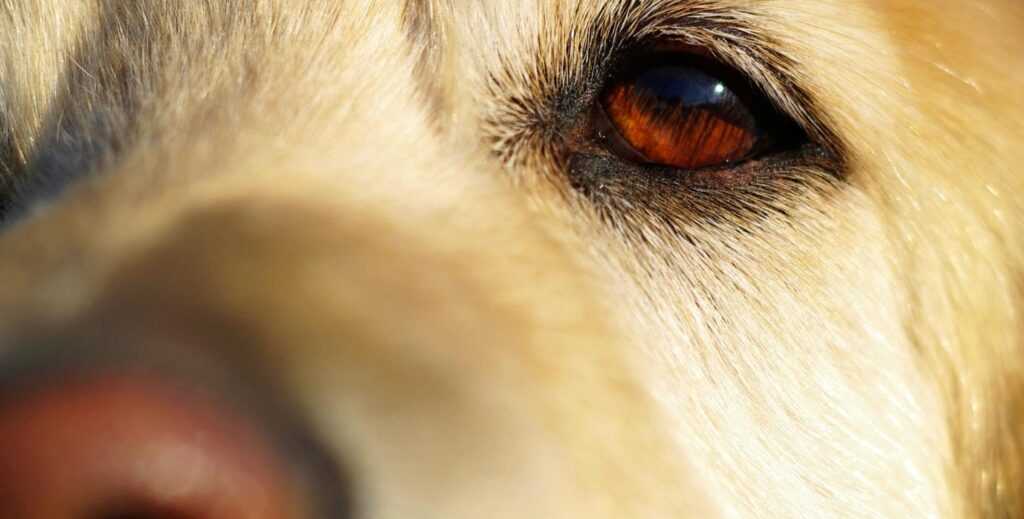 can humans get eye infections from dogs