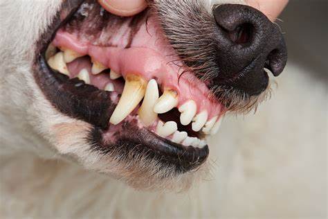 Dogs teeth