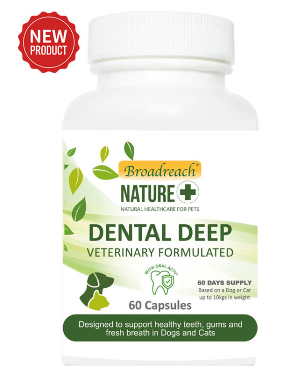 Dental Deep