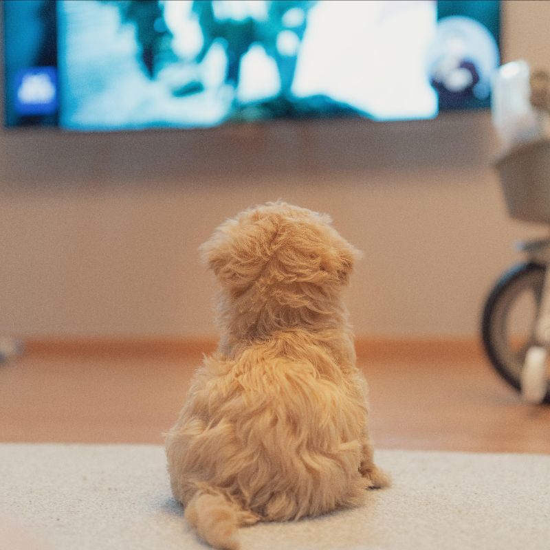 Dog watching telly