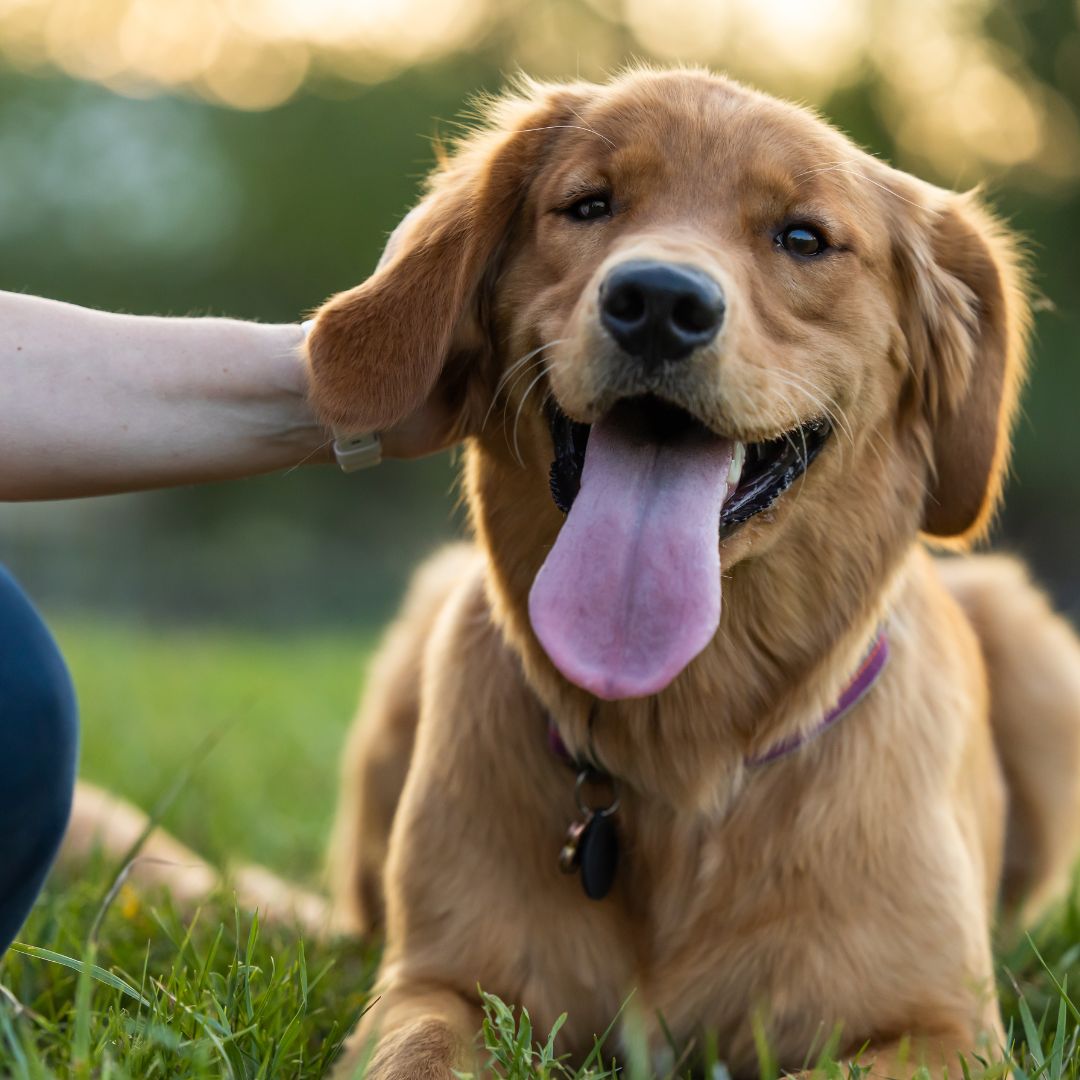 Fun Activities to Improve Dental Hygiene in Pets Broadreach Nature