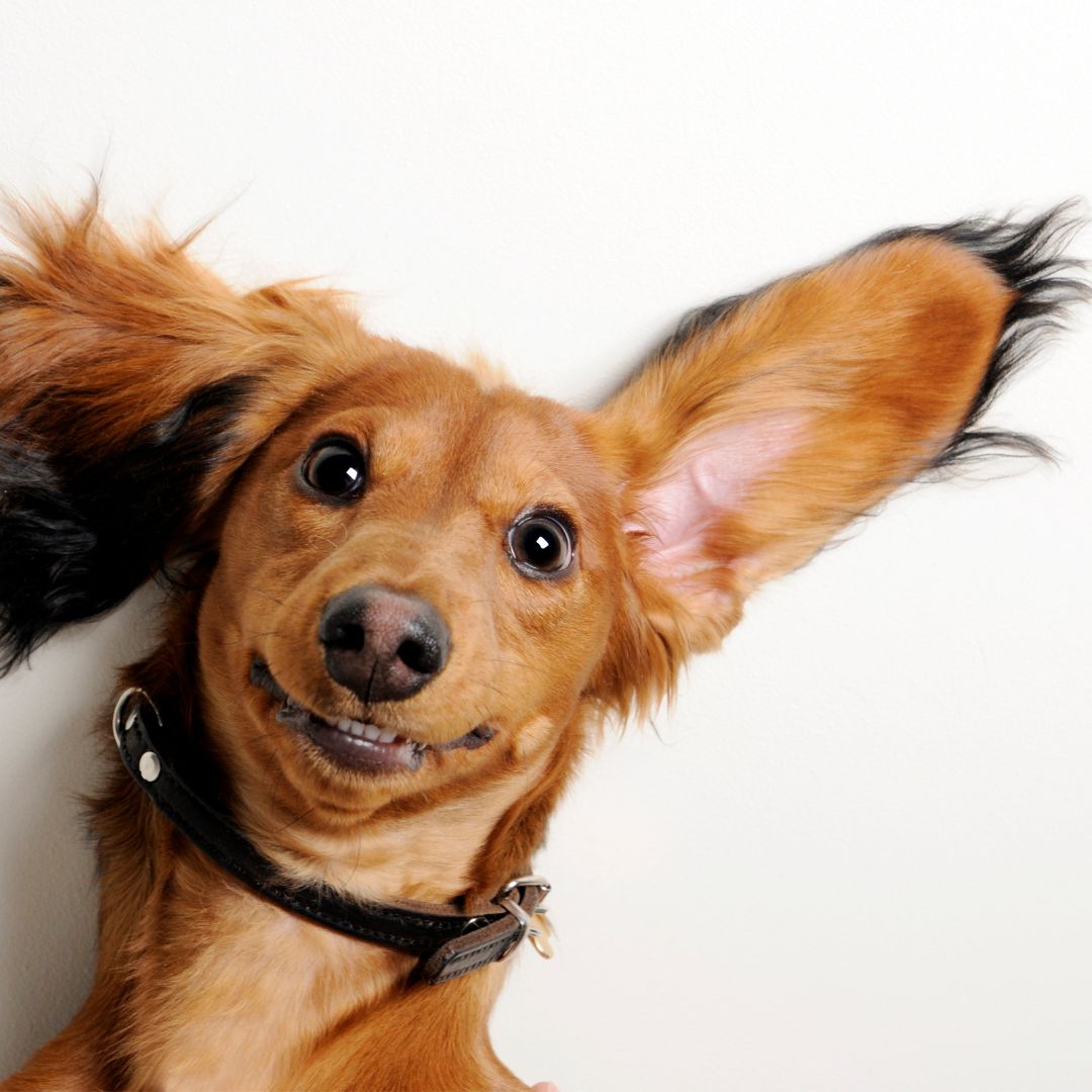 ear care