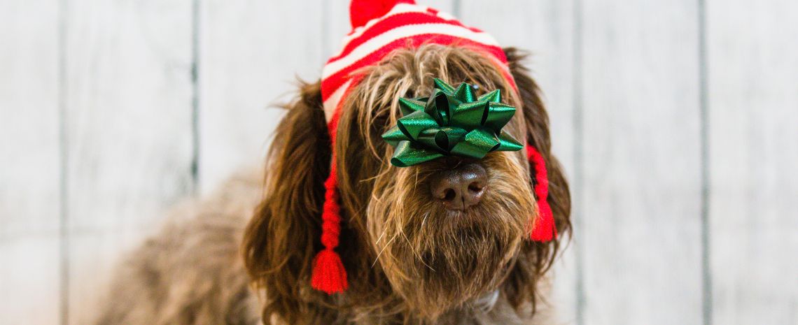 Merry Christmas & A Happy New Year (10)