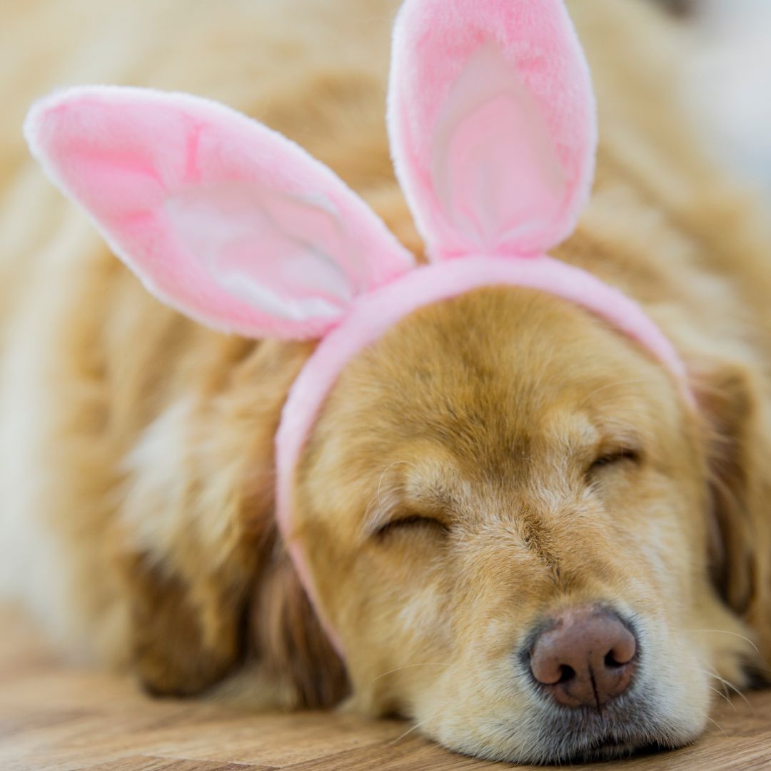 Poppy Flowers Quote Instagram Post (20)